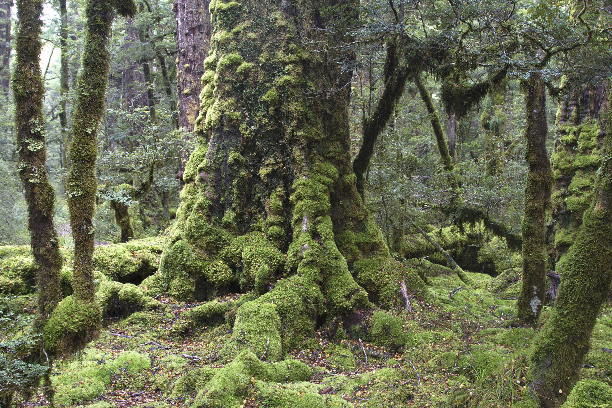New zealand biodiversity strategy